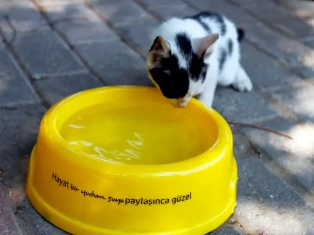 kedi_su_kabi