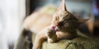 Kedilerin Kendilerini Yalamalarının 9 Farklı Nedeni