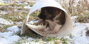Kış Aylarında Hayvanlar İçin Yapabileceğiniz 11 Hayat Kurtarıcı Yardım