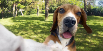 Selfie Sanatında Sevimliliği Arşa Çıkarmayı Başarmış 24 Köpek Pozu