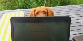 İletişim Kurarken Oldukça Başarılı Yöntemler Seçen Aklına Hayran Olunası Köpek