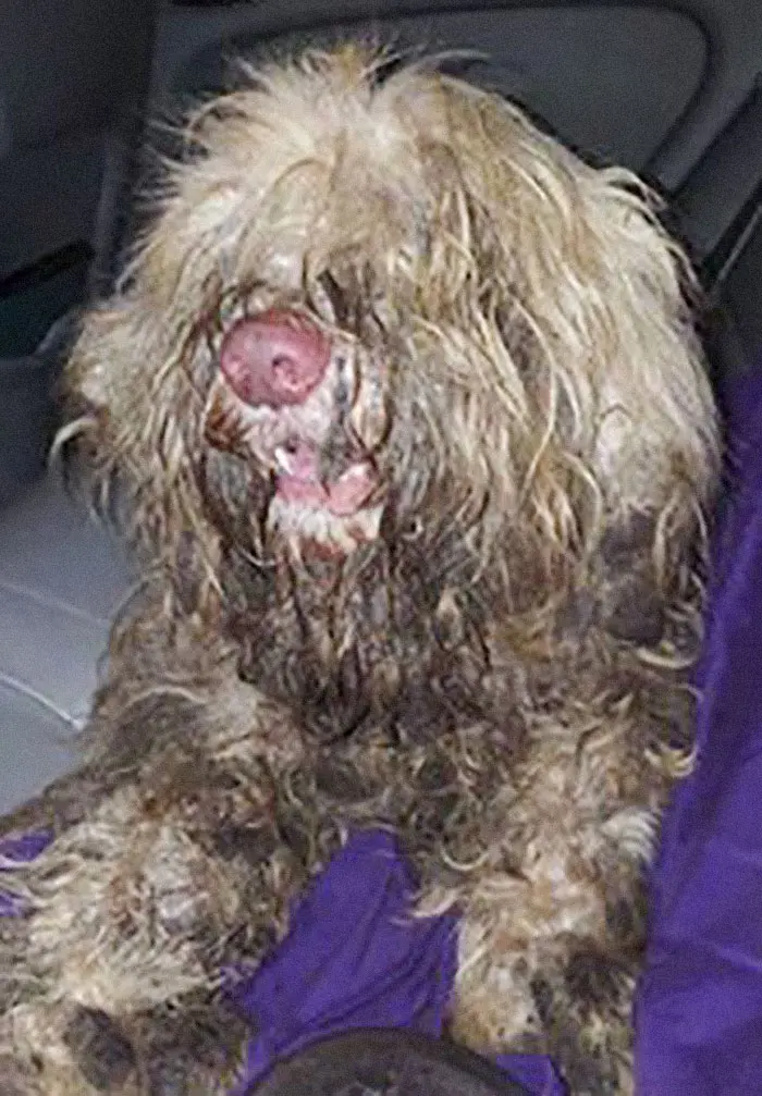 lucky_köpek_tıraş (4)