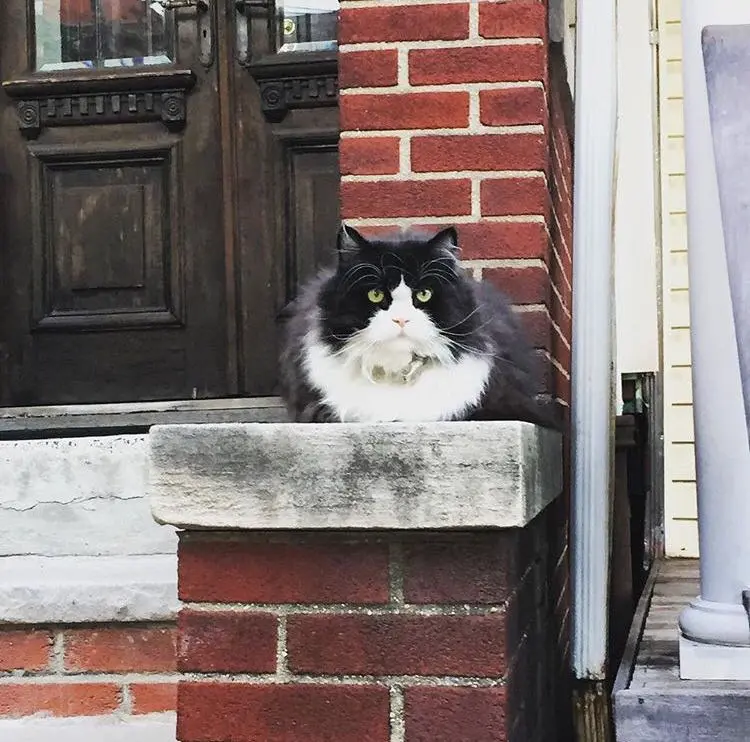 minkus_kedi (1)