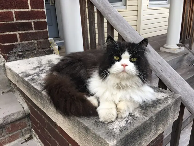 minkus_kedi (2)