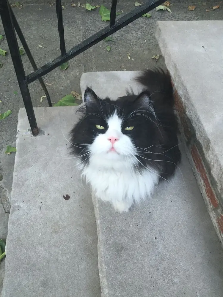 minkus_kedi (3)