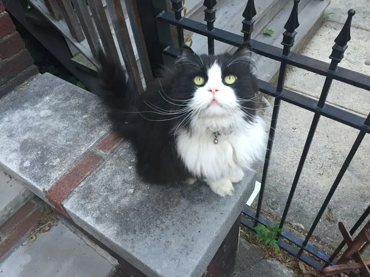 minkus_kedi (4)
