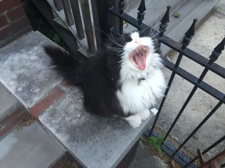 minkus_kedi (5)