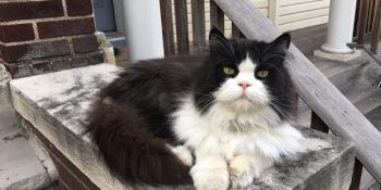 Senelerdir Aynı Yerde Oturarak Mahalleliyi Selamlayan Kedicik Minkus