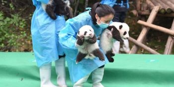 Dünyada Sadece 1864 Tane Kalan Pandaların Bu Sene Doğan 10 Minik Yavrusu