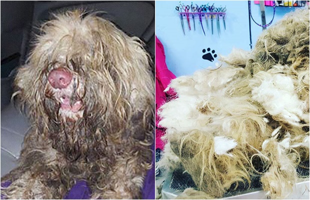 Gece Yarısı Yolda Bulunan Perişan Haldeki Köpeğin O Geceki ...