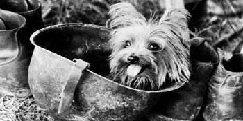 Savaşlarda Cephenin Maskotu Olmuş 14 Gazi Hayvan