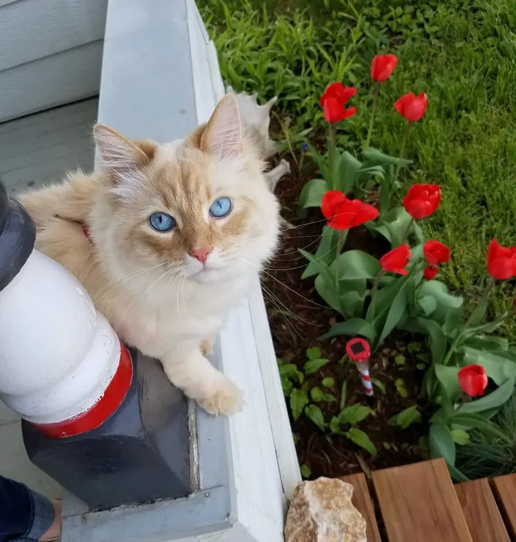 sochi_disney_kedi (6)
