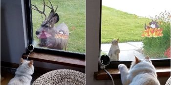 Orman Hayvanlarını Cazibesiyle Pencere Önüne Toplayan Çekici Kedi Sochi