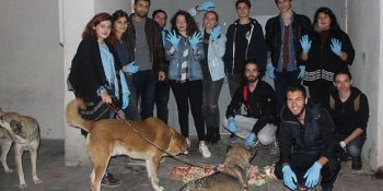 Çöpe Atılan Yiyecekleri Ayıklayarak Sokak Hayvanlarını Doyuran Melek Öğrenciler