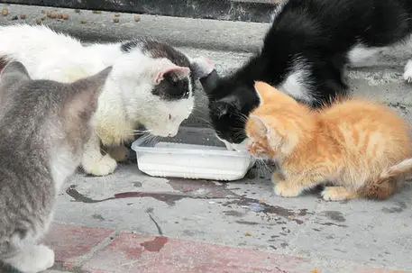 sokak_hayvanlari_su