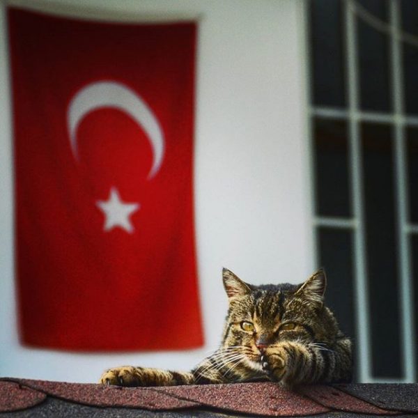 türk_bayrağı_vatansever_kedi (10)