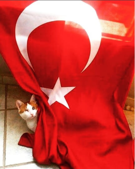 türk_bayrağı_vatansever_kedi (14)