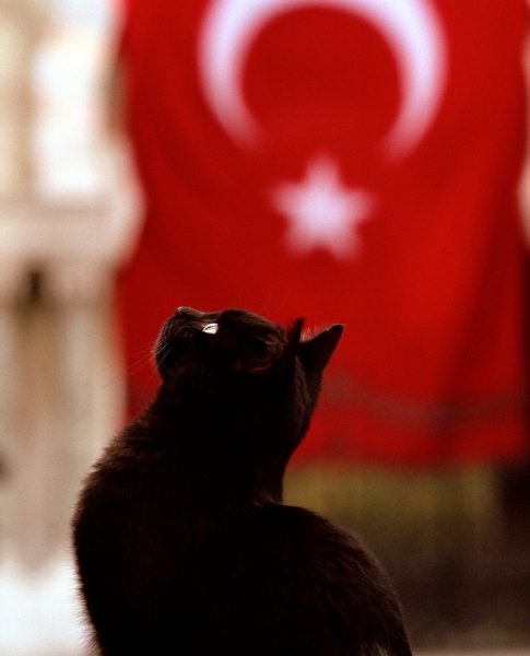 türk_bayrağı_vatansever_kedi (2)