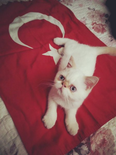 türk_bayrağı_vatansever_kedi (3)