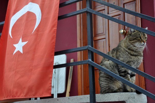 türk_bayrağı_vatansever_kedi (5)
