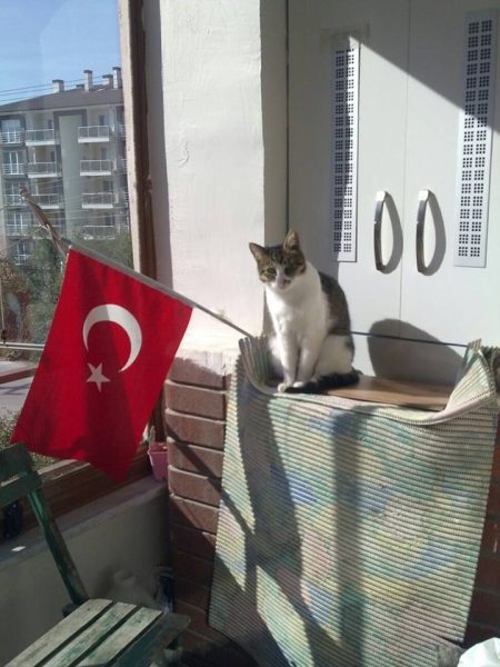 türk_bayrağı_vatansever_kedi (6)