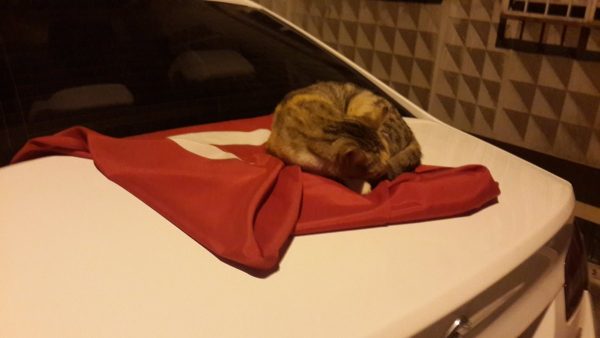türk_bayrağı_vatansever_kedi (7)