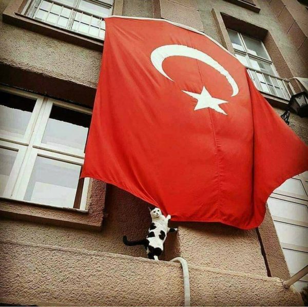 türk_bayrağı_vatansever_kedi (9)