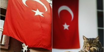 Türk Bayrağı Karşısında Göğsü Kabaran 13 Yurdum Kedisi
