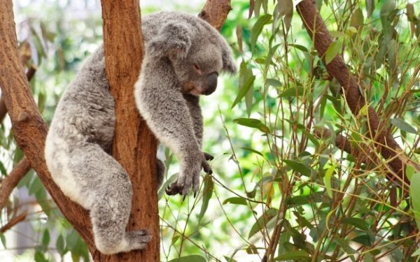 uyuyan_koala