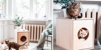 Farklı Kedi Tuvaleti Arayanlara 10 İlham Veren Öneri