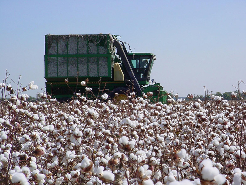 Figure 1 Cotton field