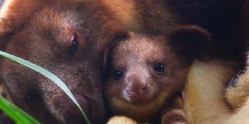 Ağaç Kangurularının Sevimlilikte Seviyeyi Arşa Çıkardığını Kanıtlayan 27 Tatlış Fotoğraf