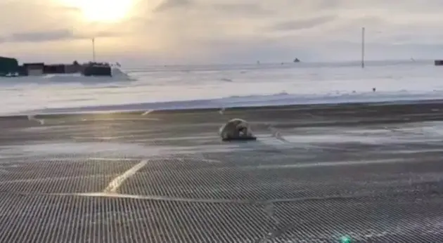 alaska_havayolu_fok (2)
