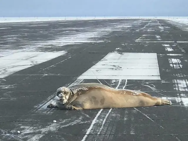 alaska_havayolu_fok (4)
