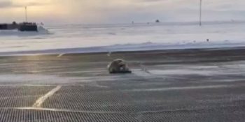 Güneşlenmek İçin Buz Tutmuş Pisti Tercih Ederek Uçuşları Aksatan Sevimli Misafir