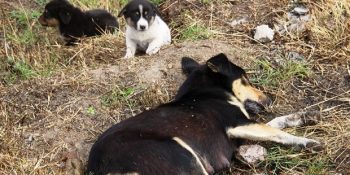 Hamile Bir Köpek de Dahil Olmak Üzere 11 Yavruyu Öksüz Bırakan Köpek Zehirleme Katliamı