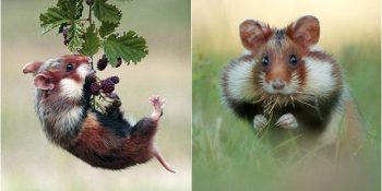 Fotojenik ve Doğal Halleriyle Aşırı Sevimli Olan 22 Yabani Hamster