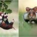 Fotojenik ve Doğal Halleriyle Aşırı Sevimli Olan 22 Yabani Hamster