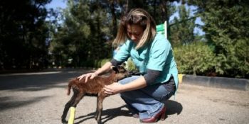Onu Tedavi Eden Veterinerin Peşini Bir An Olsun Bırakmayan Sakat Kuzu Fıstık