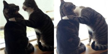 Kurdukları İlginç Arkadaşlıkla Kalpleri Eriten Lancelot ve Loki