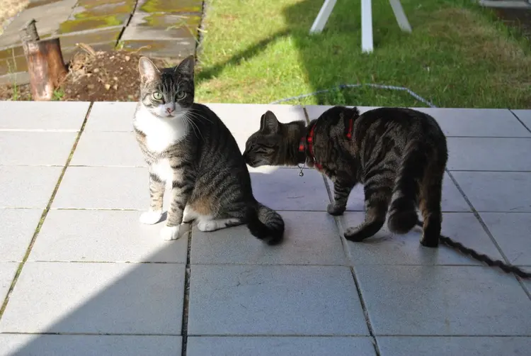 lancelot_loki_kedi (1)