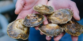 Okyanusları Sıra Dışı Bir Yöntemle Temizleyen Viski Firmasının Hikayesi