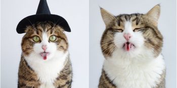 Arka Ayakları Tutmayan Ama Kıvrık Dil Şakalarıyla Hayattan Keyif Alan Kedi Rexie