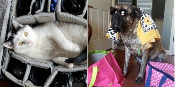 Sahiplerinin Yalnız Seyahate Çıkmasını Boykot Eden 17 Sevimli Pati