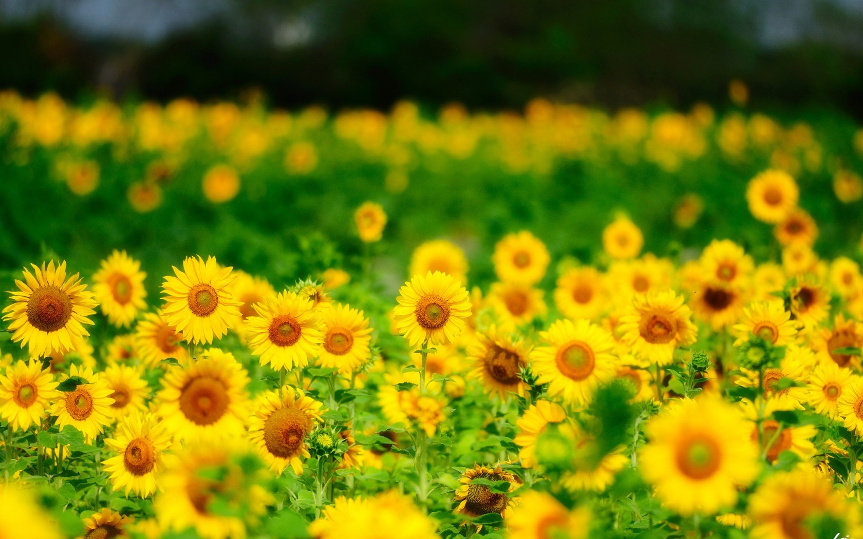 sunflowers-summer-nature-1