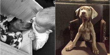 Her Gün Yemeğini Mama Sandalyesinde Yemek Zorunda Olan Köpek Tink