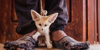 Yasa Dışı Hayvan Ticaretinin Kirli Yüzünü Ortaya Çıkaran 22 Hüzünlü Kare