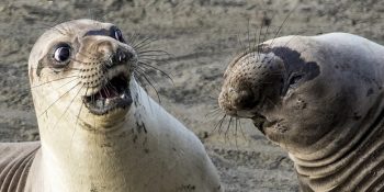 2017 Yılında Komik Doğa Fotoğrafları Ödülünü Alan 17 Fotoğraf