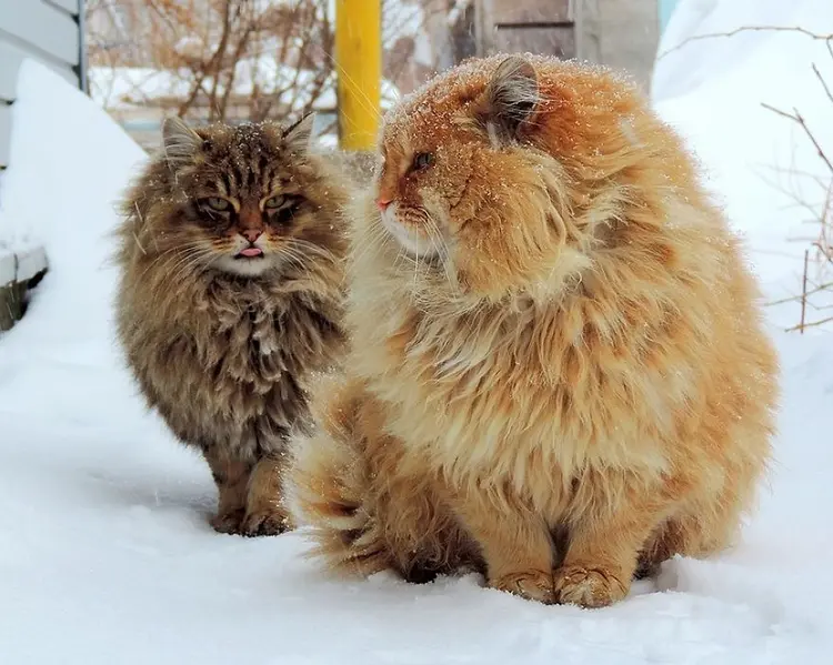 5a338a83f38a3_B8rv4My__880