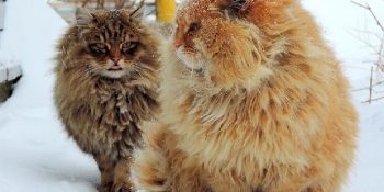 Bir Çiftçinin Kadrajından; Görkemleriyle Büyüleyen 29 Tatlış Sibirya Kedisi